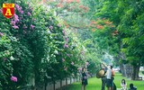 Hoa giấy bung nở khoe sắc ở Hà Nội